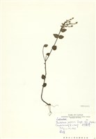 藏品(臺灣黃芩(臺灣立浪草))的圖片